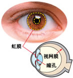 ���º�Ĥʶ���Ž�ϵͳ